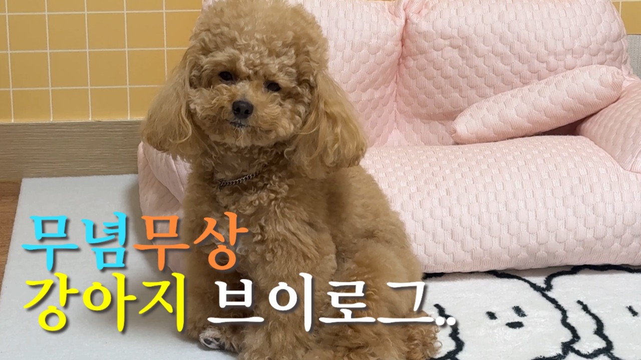 [앙쥬티븨로그 EP.187]설 연휴 강아지 일상, 무념무상 강아지 브이로그 #강아지유튜버 #강아지 #강아지브이로그 #반려견