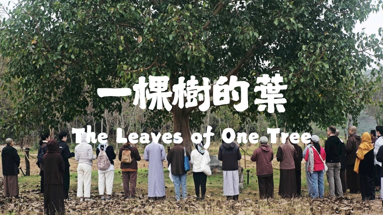 《一棵樹的葉》 梅村中文歌曲｜The Leaves of One Tree (Mandarin Chinese Plum Village Song)