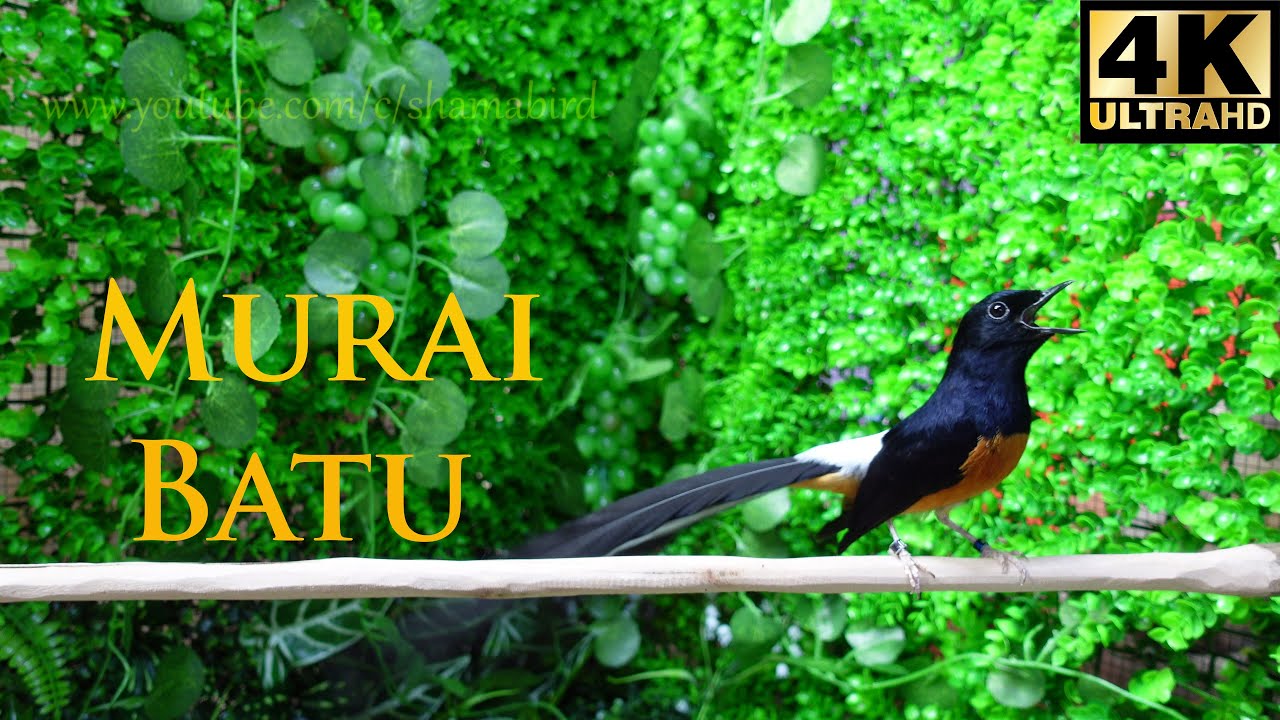 Murai batu (บินหลาดง)
