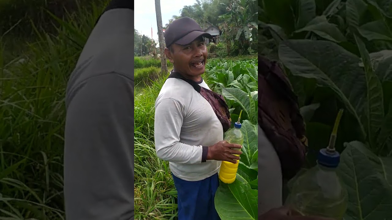 toping tembakau & pencegahan tunas samping