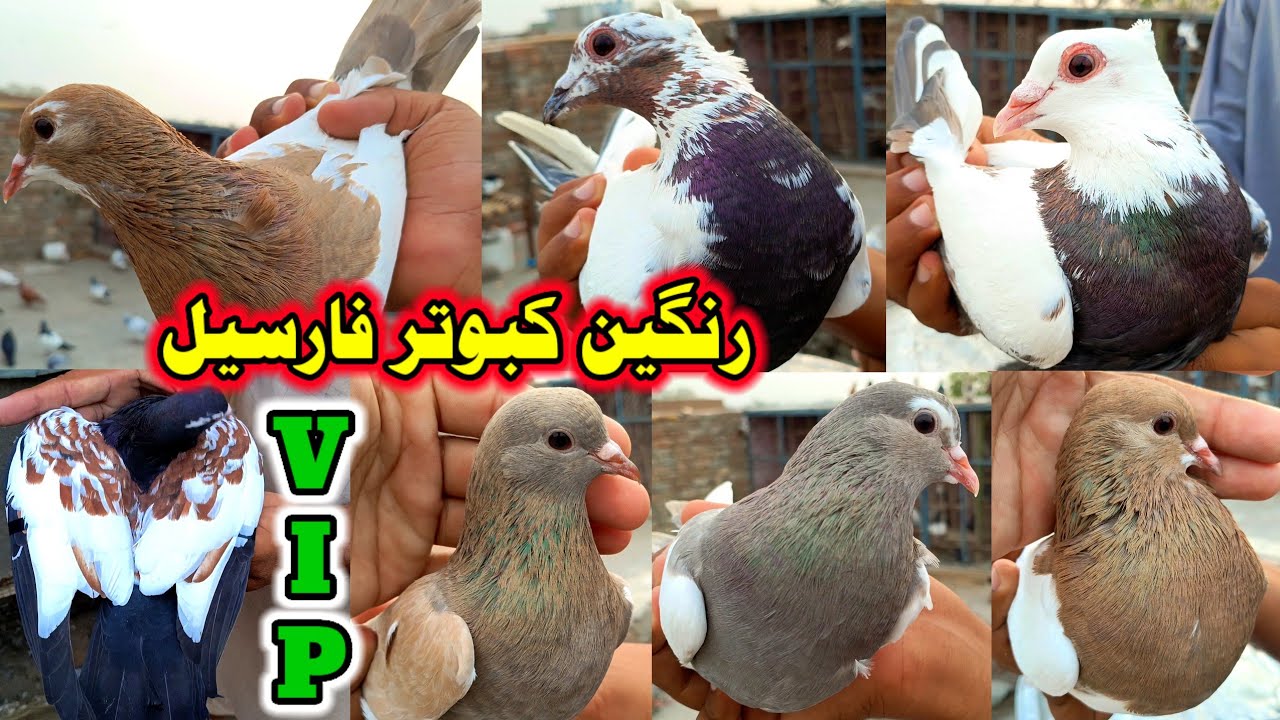 VIP Rangen Kabootar Munasib Rates Ma ForSale | ColorFull Pigeons In Cheap Prices | Kabootar 