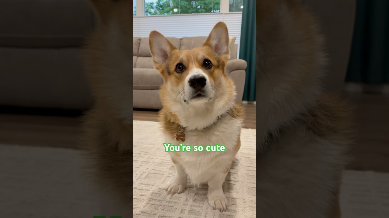 How can you be so cute? #puppy #cutedog