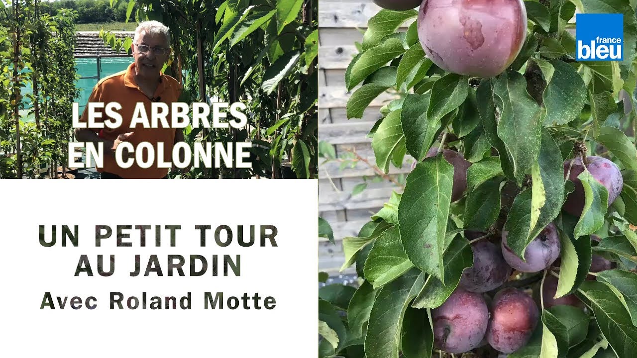 Un petit tour au jardin | les arbres à colonne