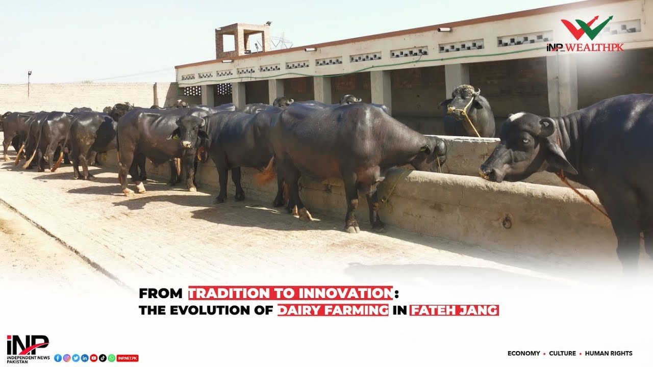 From Tradition to Innovation: The Evolution of Dairy Farming in Fateh Jang