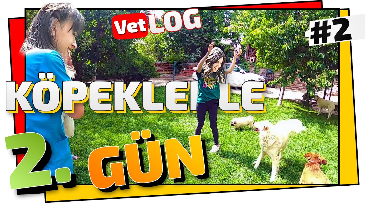 KÖPEKLERLE BİR GÜN GEÇİRMEK 2 😍 (Pet Otel VLOG'u) 😎 ONLARCA KÖPEK !
