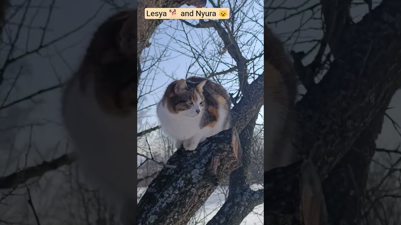 #saveukrain 🇺🇦🙏&hearts;️&hearts;️&hearts;️🩷Nyura 🐱 sits on the apricot tree 💚💛😂😅🩵🐕😺🪾❄️ #разомдоперемоги #славазсу 💙💛💙