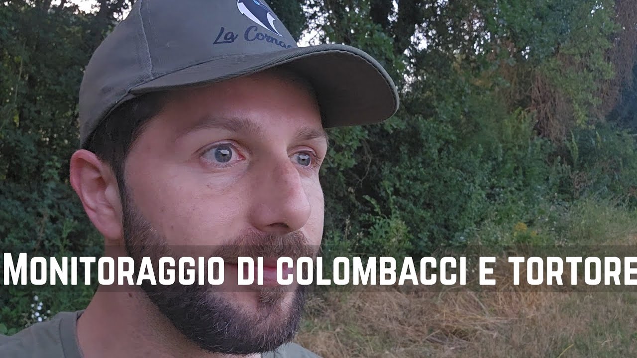 Monitoraggio di colombacci e tortore nidificanti!