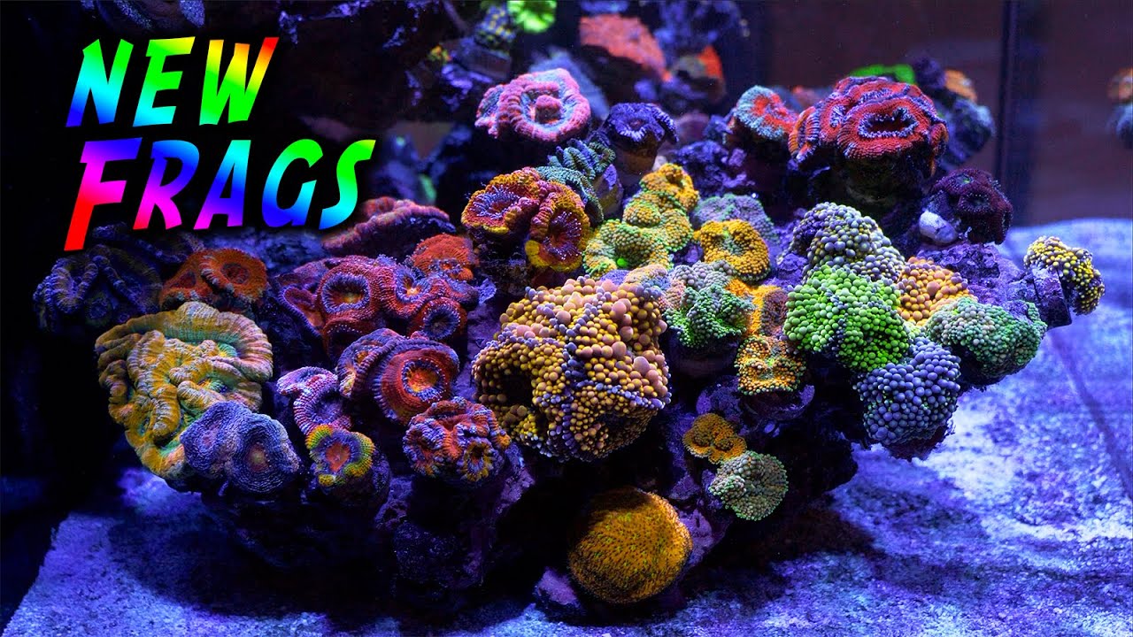 Unboxing New Hand-Picked Frags from Worldwide Corals