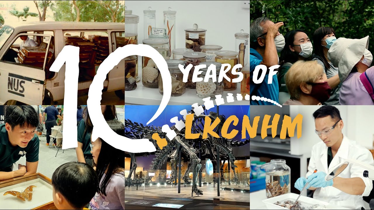 Explore With Us: 10 Years of the Lee Kong Chian Natural History Museum