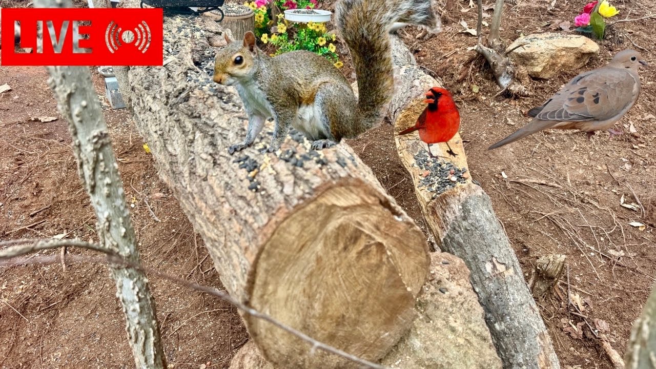 🔴Fun Cat  is live!🥜🐿️