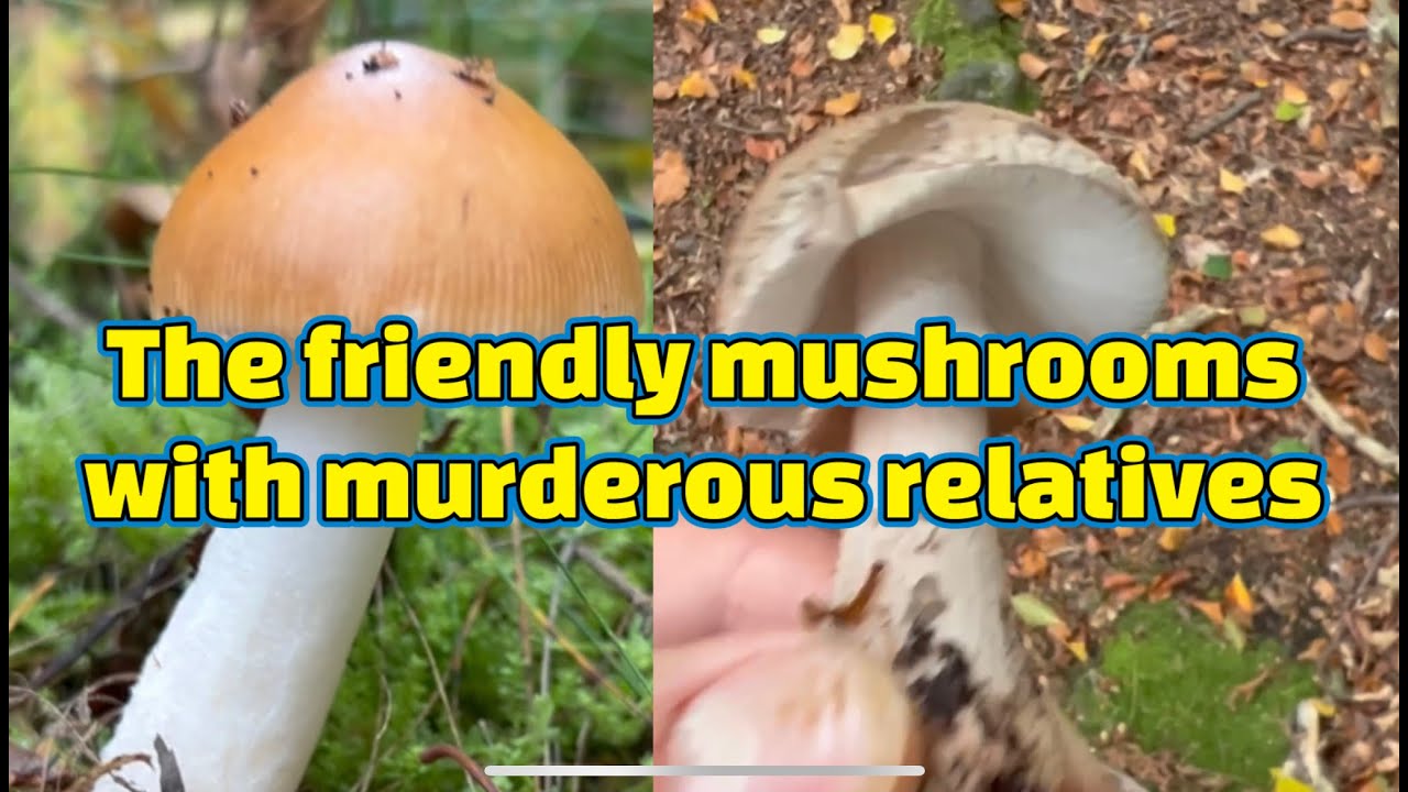 Two friendly mushrooms with dangerous relatives!