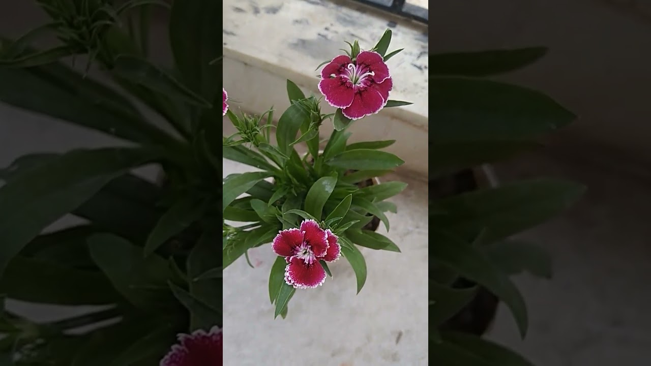 baby doll/ Dianthus flower#short #shortvideo #youtubeshorts