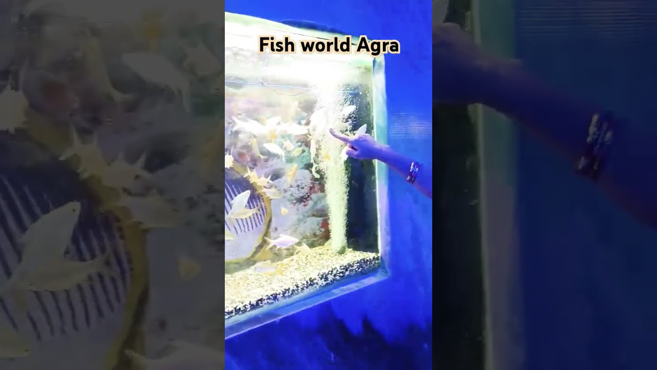 World Fish 🐠 Mela Agra #Agra #mela #treding #trader