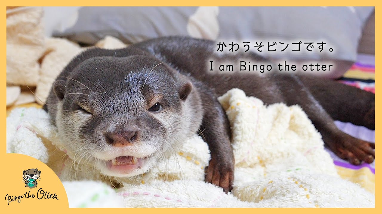 カワウソビンゴです。I am Bingo the otter