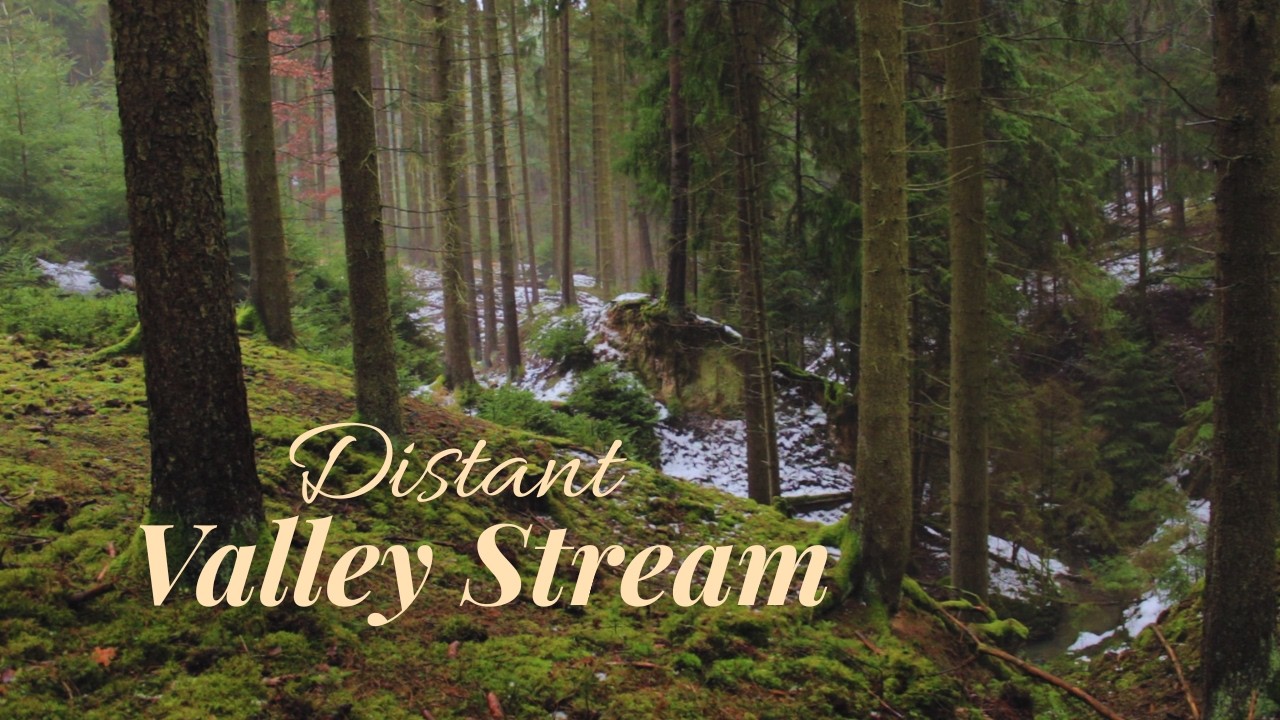 Distant Stream in a Spruce Valley | 30 Min Nature Ambience