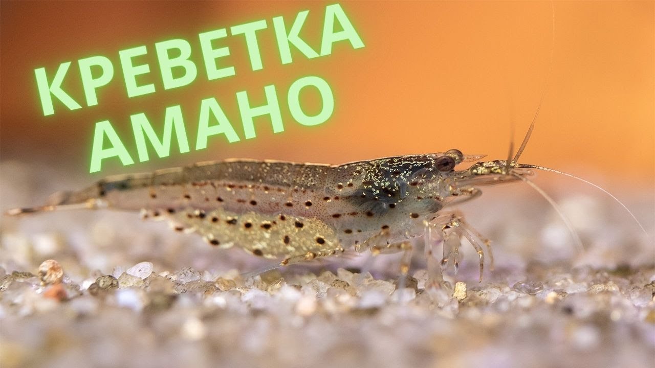 Креветка Амано. Макросъемка. Caridina multidentata