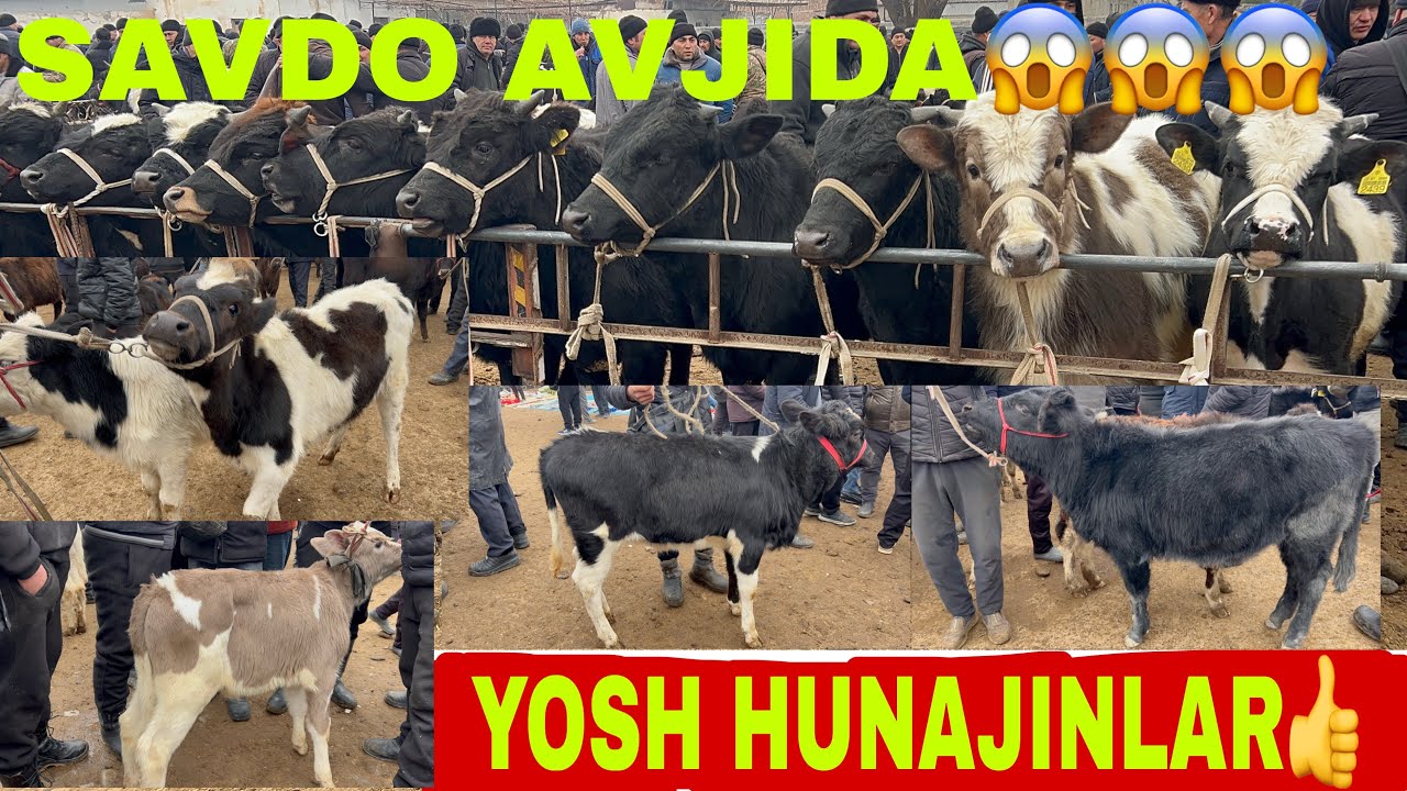 YOSH HUNAJIN NARXLARI BOGDOT MOL BOZORI