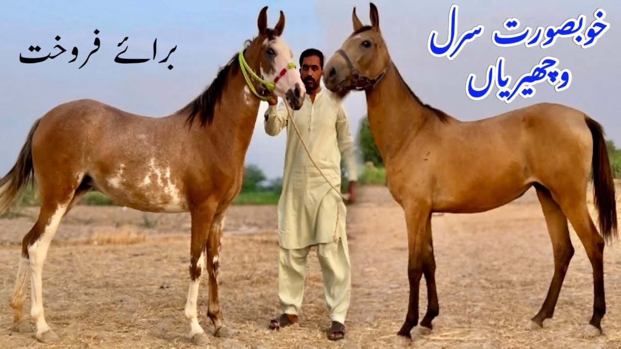 Desi Bacherian For Sale | Horse For Sale