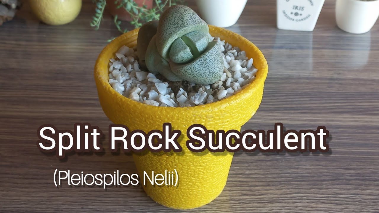 Pleiospilos Nelii | How To Care For Split Rock Succulent  - (Pleiospilos Nelii) Split Rock Succulent