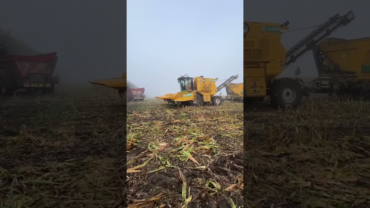 Seed Corn Harvest 2024 🇭🇺🌽