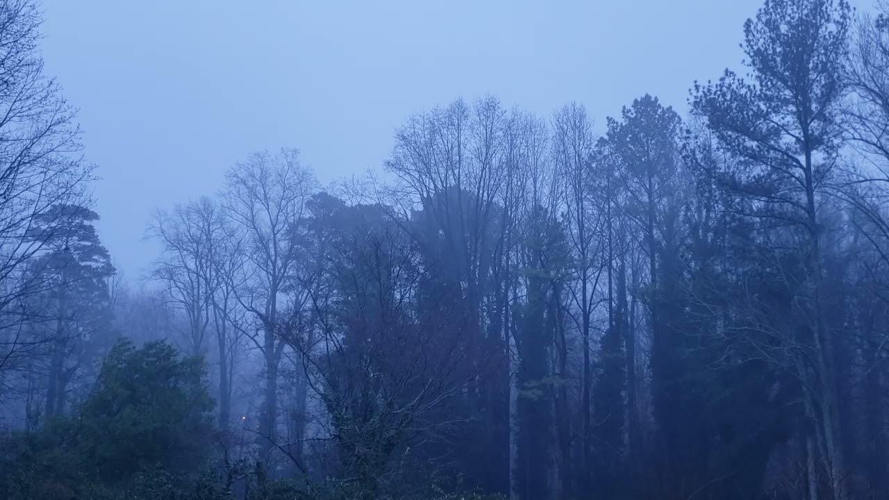 Feb 4, 2026. Foggy morning. Birds chirping. Serene scene.