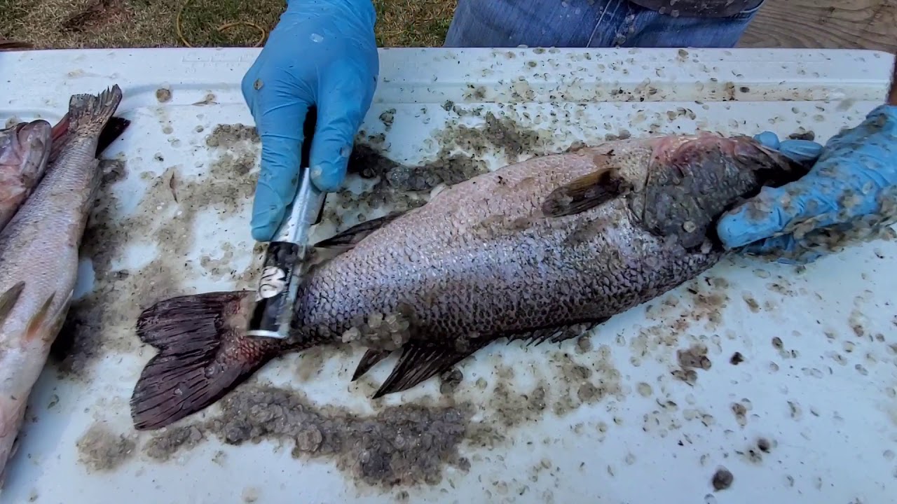 BEAR PAW Electric Fish Scaler and filleting a Largemouth Bass #lazypondfarm Fish & Hunt