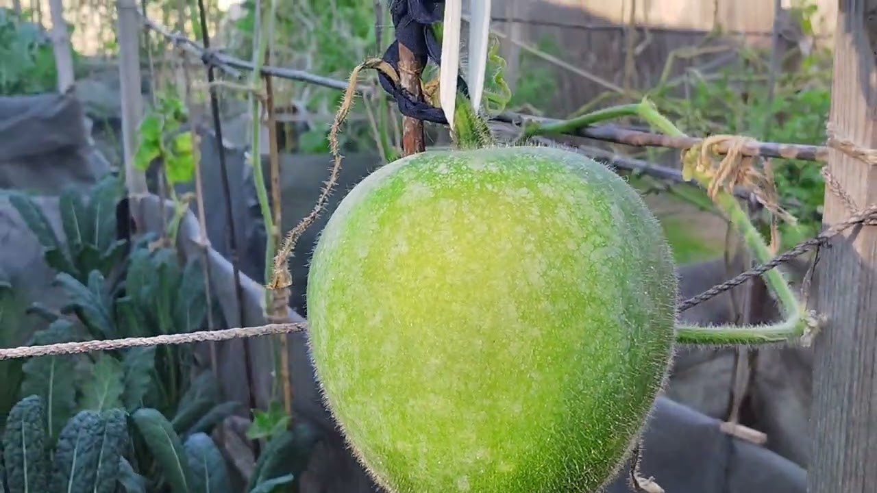 小菜園的冬瓜又過了兩個星期而且還經歷了寒冷的天氣生長成點呢？