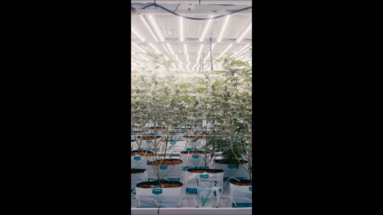 CANNA Coco Flex = One Less Worry! 🌱 Thriving Stress-Free Plants!