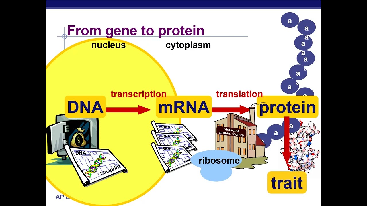 AP Bio Ch17 Gene Expression