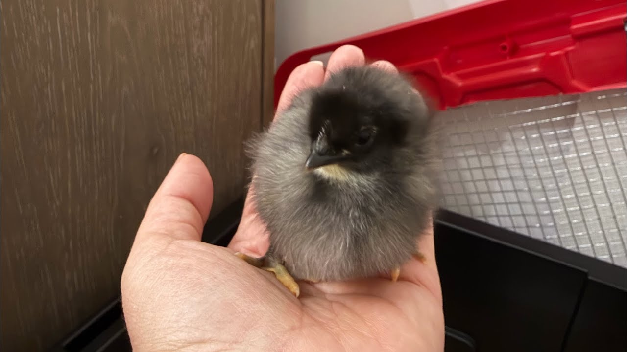 New to the chicken life! | brooder set up