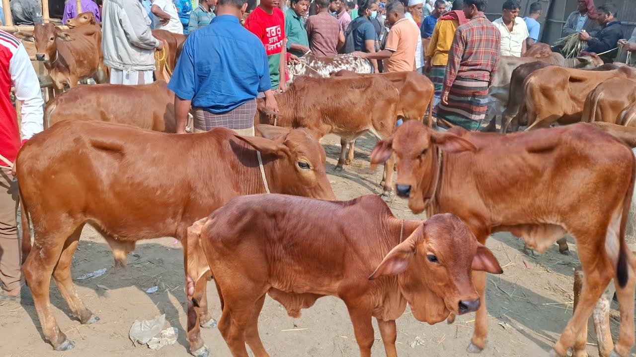 আজ ১/৩/২৬ | প্রচুর চাহিদা সম্পন্ন শাহিওয়াল ষাঁড় বাছুর কিনছেন /কিনলেন | আমবাড়ী হাট 
