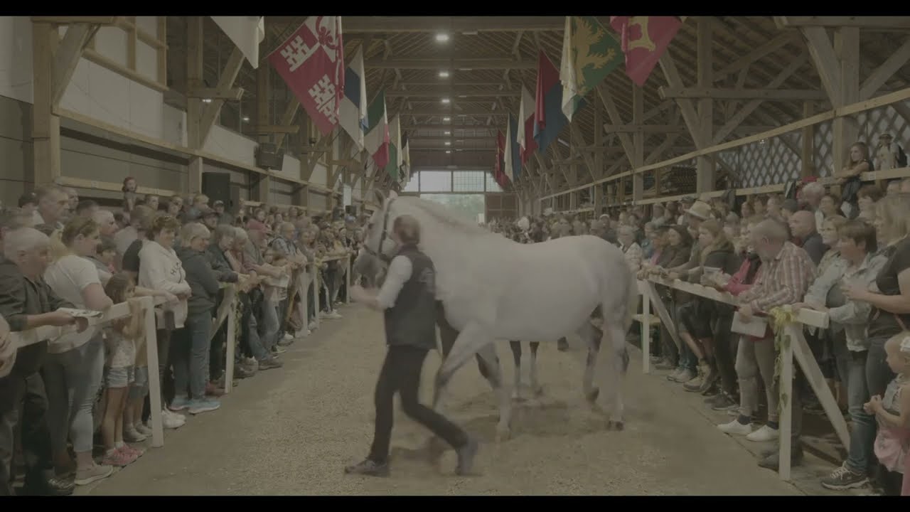 Vente de poulains jeunes chevaux des Franches Montagnes