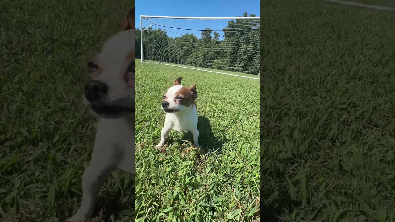Playing soccer with my dog