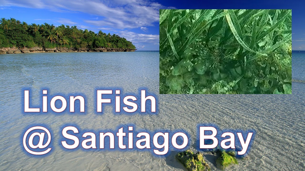 Lion fish in Santiago beach! 🤿 🇵🇭 @VillaJolam - Camotes, Cebu