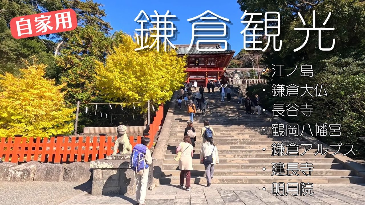 【自家用】紅葉色付きはじめの鎌倉観光と鎌倉アルプスハイキング #鎌倉大仏 #長谷寺 #鶴岡八幡宮 #鎌倉アルプス #建長寺 #明月院