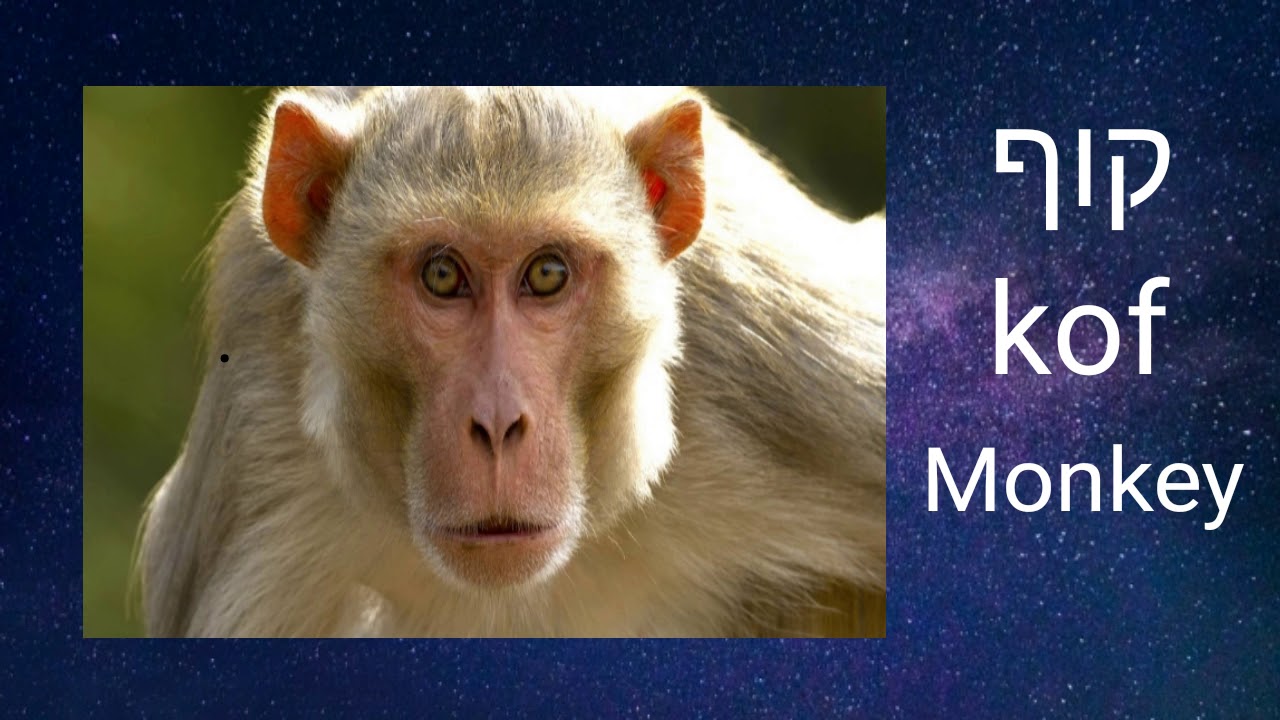 20 Animals in Hebrew