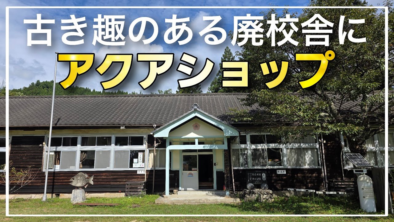 『廃校舎にメダカ屋⁉』いわきメダカの学校が凄すぎた!!煌びやかなメダカが大量‼　改良めだか　aquarium　アクアリウム　メダカ　植物