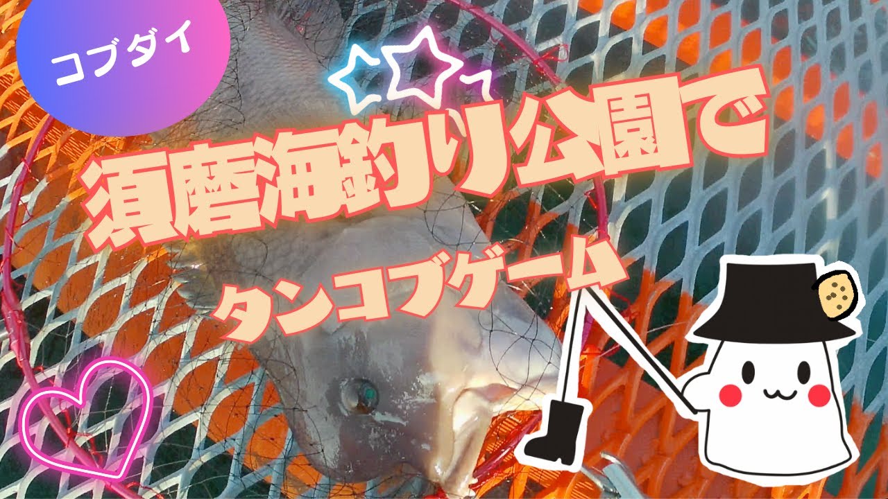【須磨海釣り公園】コブダイ65cm！2日間粘ったタンコブゲームの結果