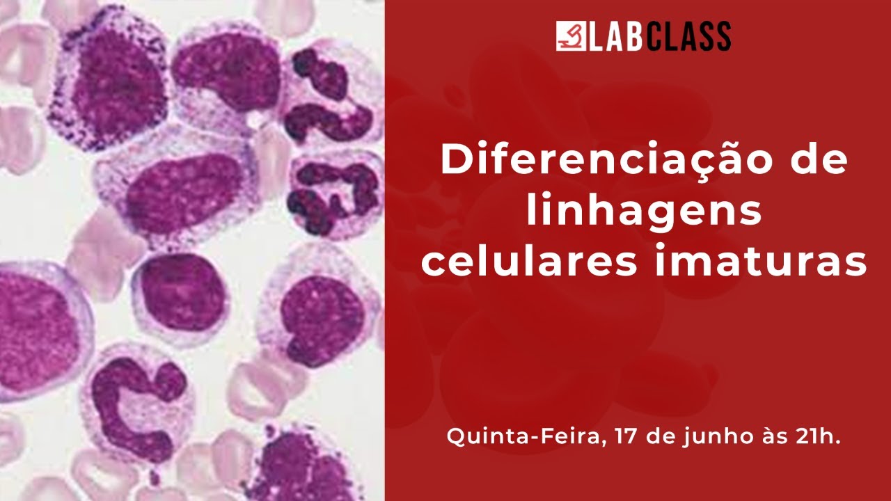 Diferenciação de linhagens celulares imaturas