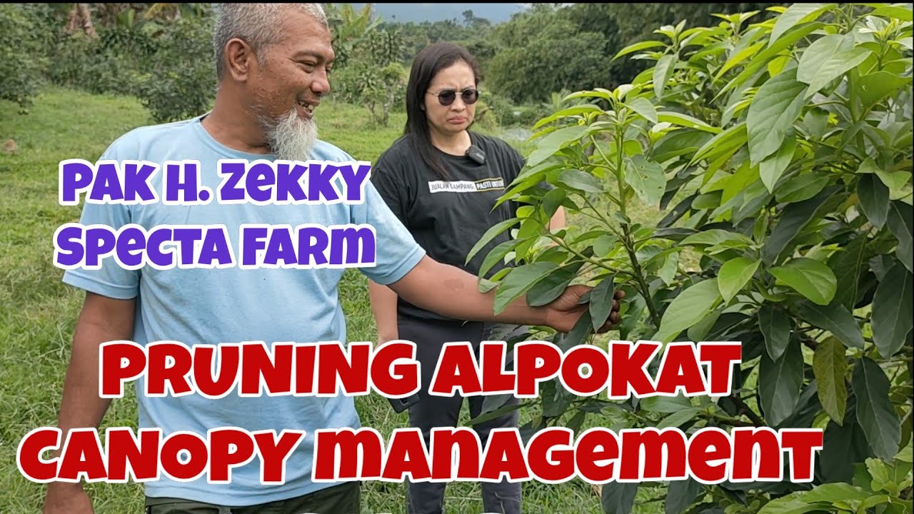 Managemen Kanopi Alpukat|Avocado Canopy Management|Pruning Alpukat oleh Pak Zekky, Specta Farm.