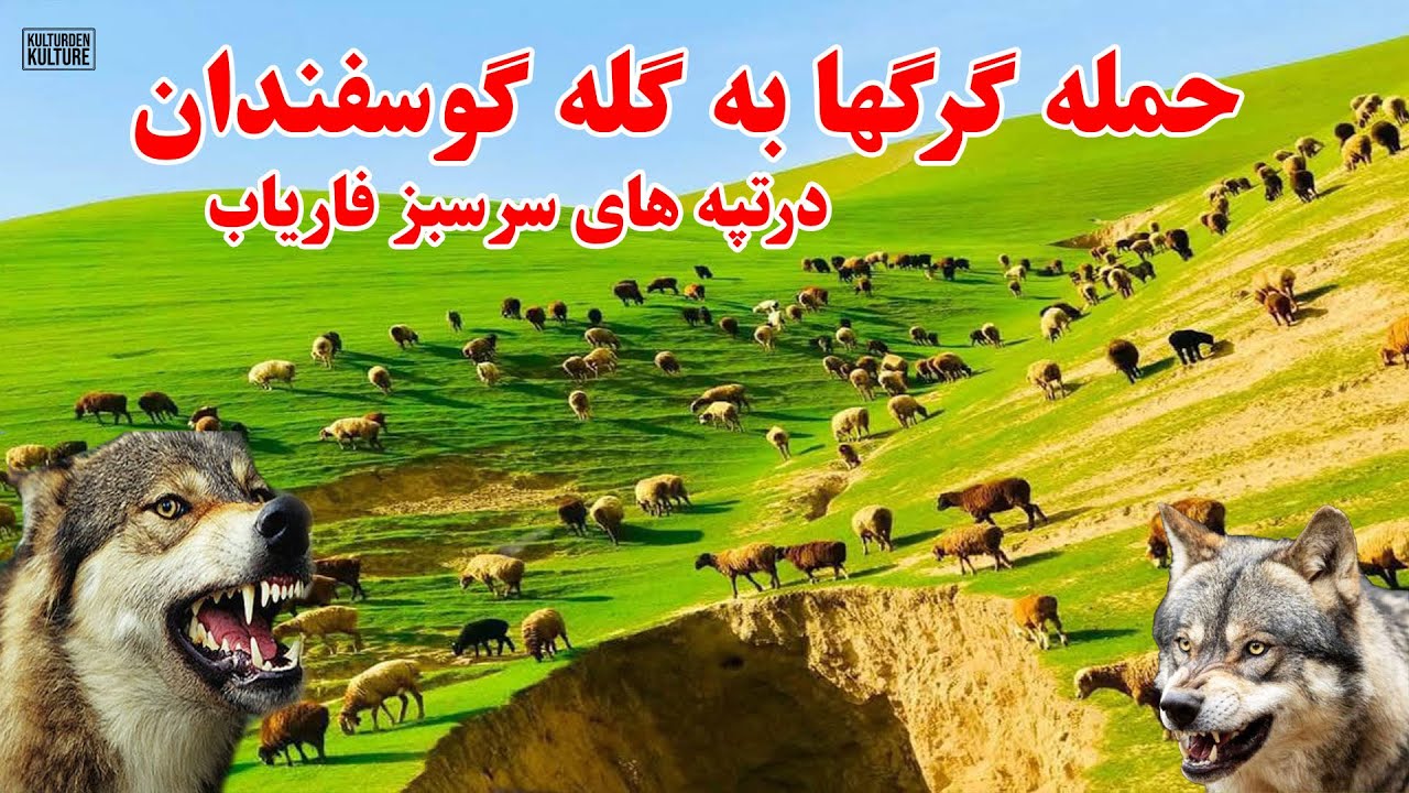حمله گرگها به گله گوسفندان در تپه های زیبای فاریاب، بهار زیبای بهار، تپه های فاریاب| faryab spring