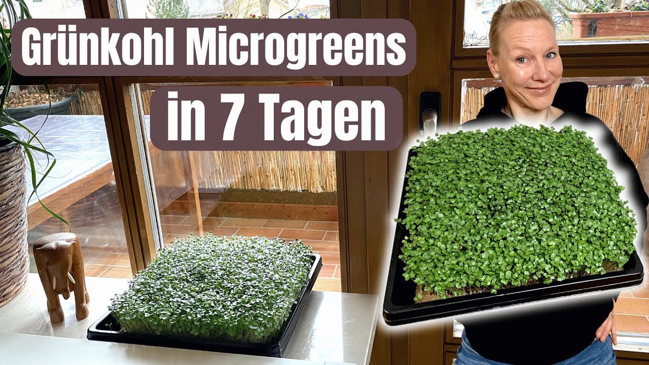 Grünkohl Microgreens anbauen ohne Erde | zuverlässig & unkompliziert