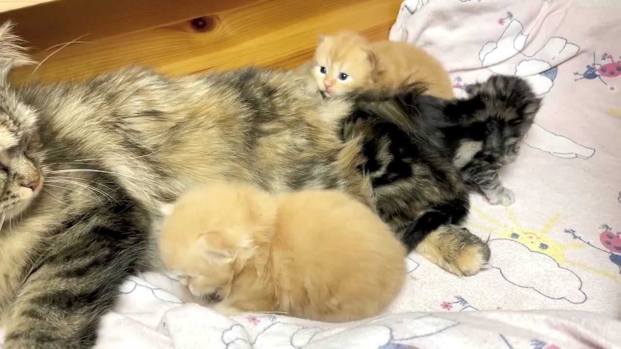 Unsere Katzenbabys aus dem F(inal Fantasy)-Wurf (18 Tage alt)