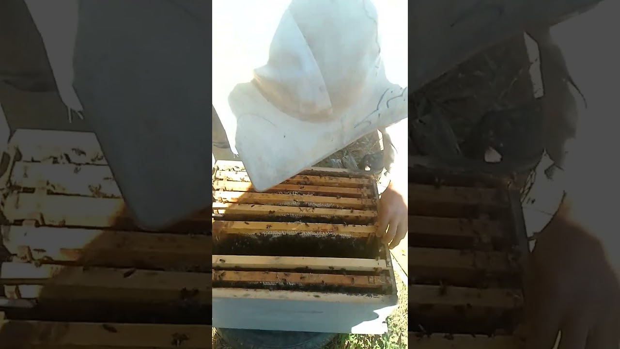 كيفية وضع شمع الأساس