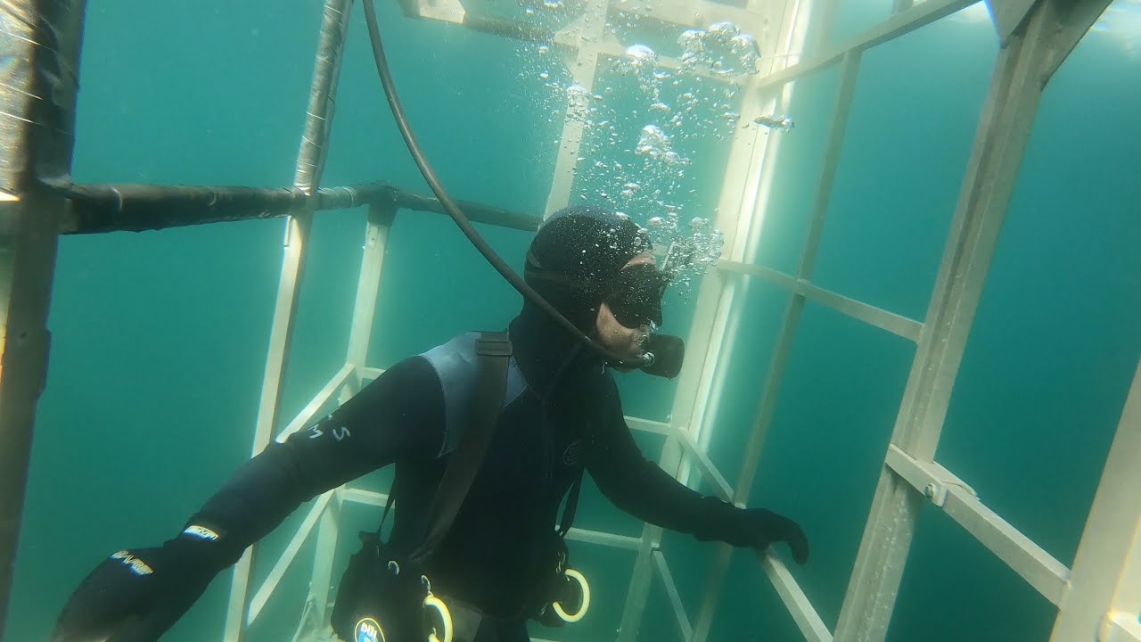 FARALLON ISLANDS GREAT WHITE SHARK DIVING