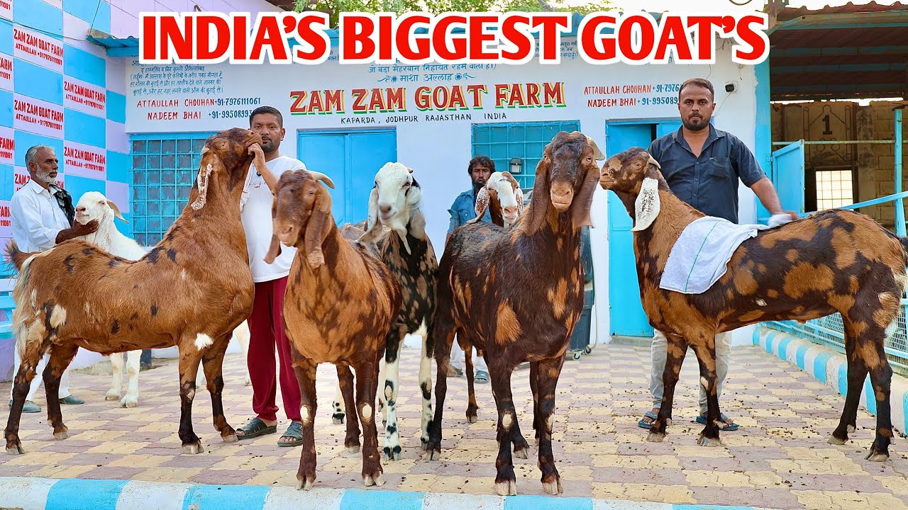 India’s Biggest Goat’s At Zam Zam Goat Farm Kaparda Jodhpur