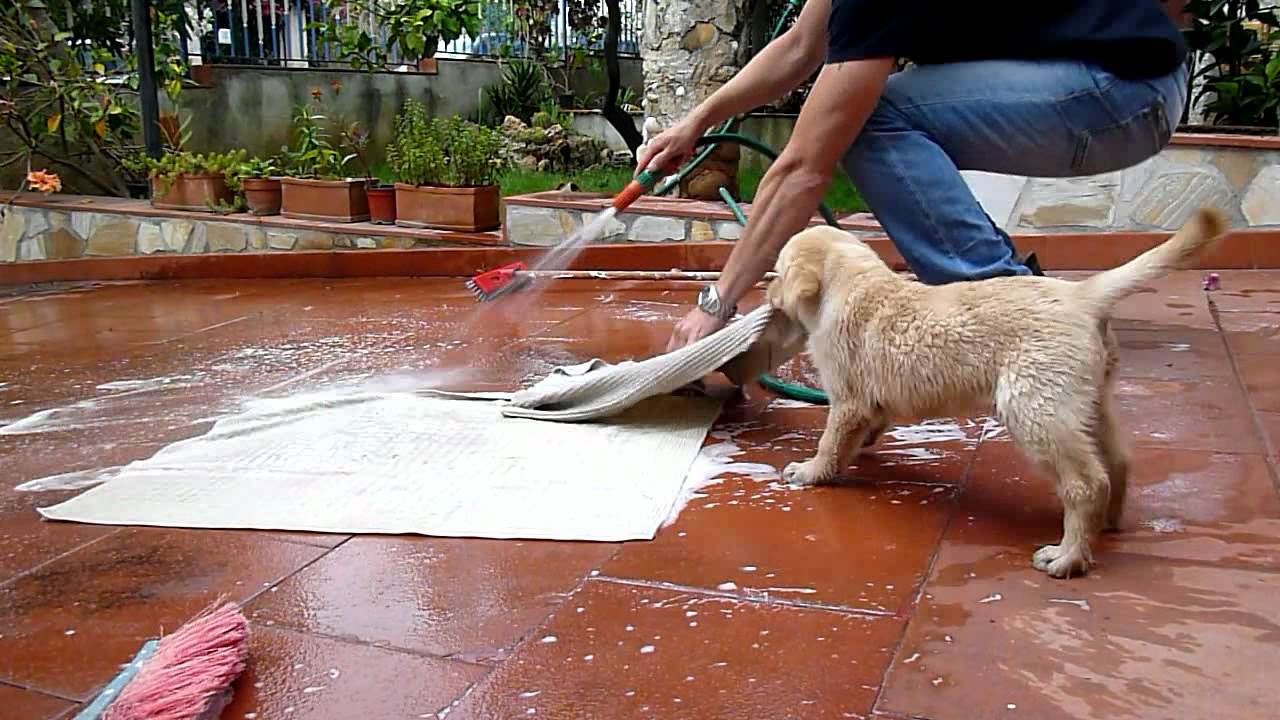 Nala primo giorno a casa