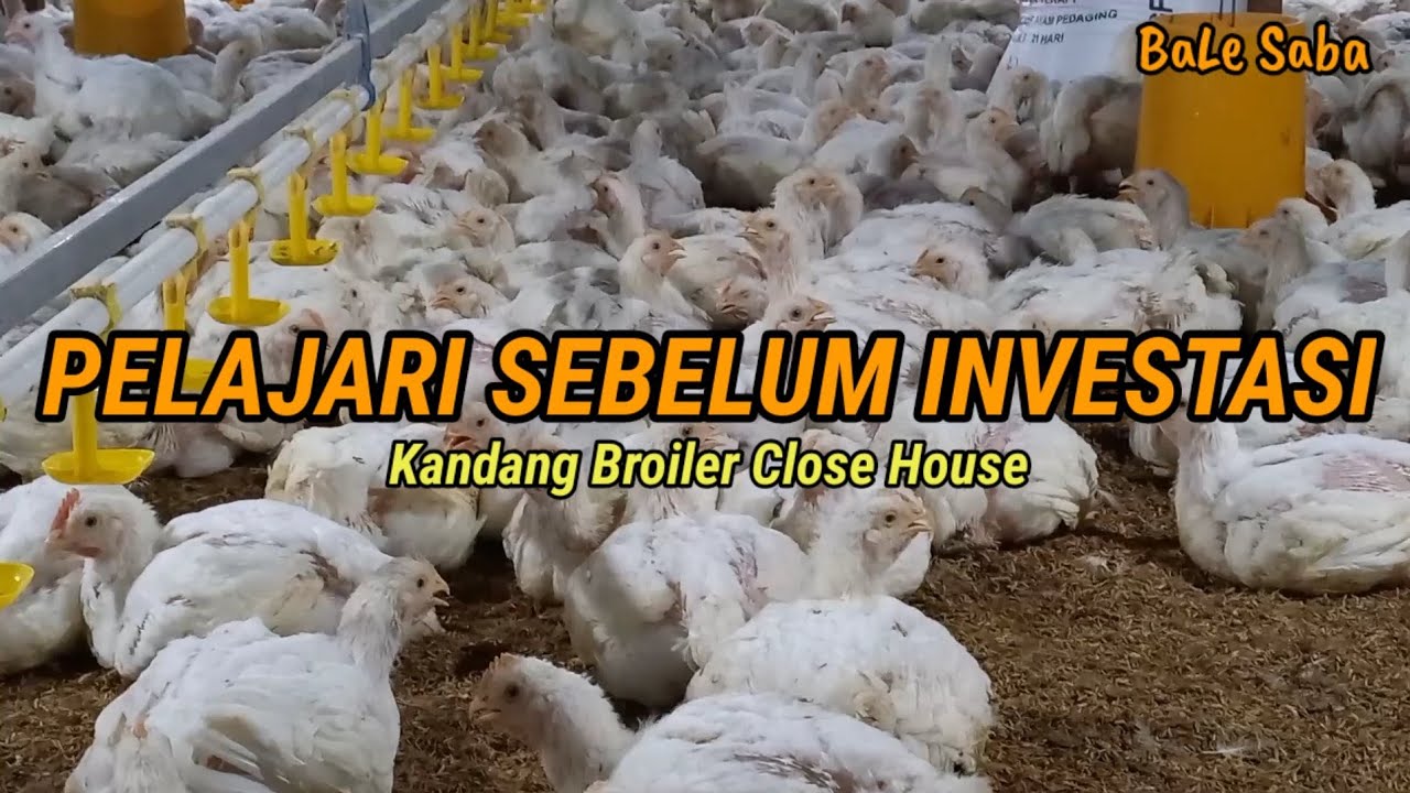 PELAJARI SEBELUM INVESTASI.. JANGAN SAMPAI SAKIT HATI #KandangAyam #CloseHouse #broiler #ayambroiler