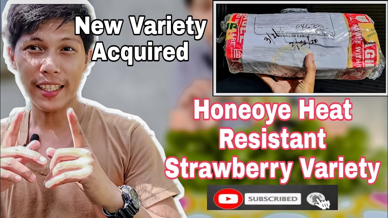 Strawberry sa Mainit na Lugar New variety acquired Honeoye