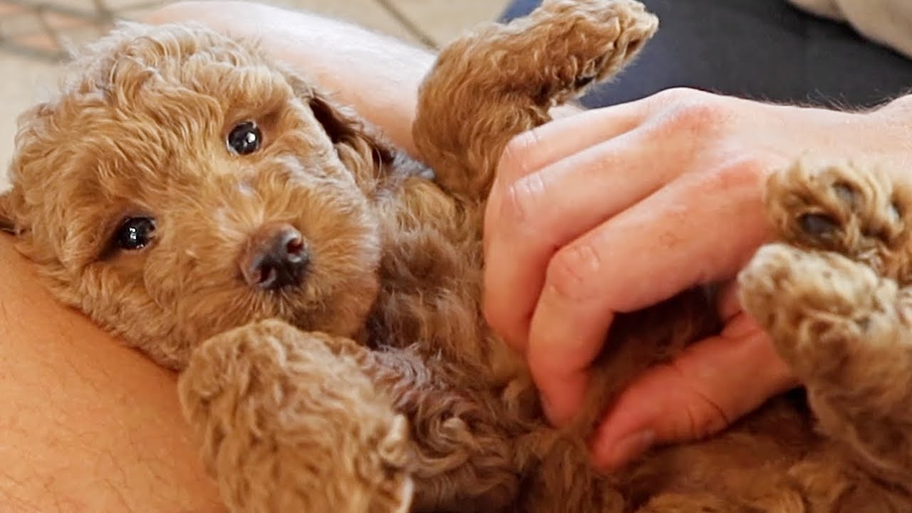 Doodle Puppies Get Their First Belly Rubs!